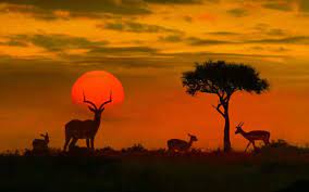  Animals on a sunset view